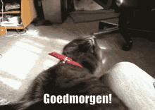 Katje Goedemorgen GIF - Katje Goedemorgen Dutch GIFs