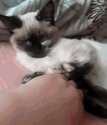 Cats Rule Playtime GIF - Cats Rule Playtime Cat GIFs