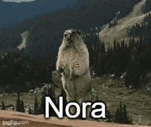 Nora Nora Beaver GIF - Nora Nora Beaver Nora Screaming Beaver GIFs