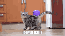 Lolwut Balls Cat GIF - Lolwut Balls Cat Balloon GIFs