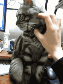 Stop This Love Cat GIF - Stop This Love Cat Kitten GIFs