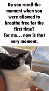 a cat drinking water from a bottle with a caption that says do you recall the moment when you were allowed to breathe