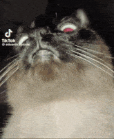 Floreyonce Cat GIF - Floreyonce Cat Evil Cat GIFs
