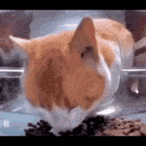 Wat What GIF - Wat What What Did I Just Watch GIFs