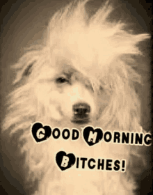 Morning Bitches GIF