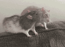 cute rats grooming kissing kiss bonding friends