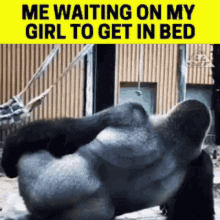 Me Wanting Girl On My Bed GIF - Me Wanting Girl On My Bed Gorilla Butt GIFs