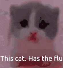 a picture of a cat with the words " this cat has the flu " on it