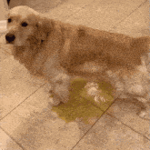 a dog is standing on a tiled floor next to a puddle of yellow liquid