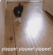 Yipppe Yippee Yippee Yippee GIF - Yipppe Yippee Yippee Yippee Cat GIFs