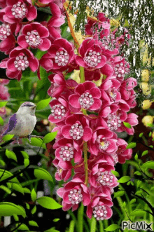 Bird Pink GIF - Bird Pink Flowers GIFs