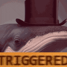 Whale Triggered GIF - Whale Triggered GIFs