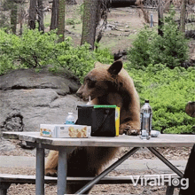 Bear Having Some Snacks Viralhog GIF - Bear Having Some Snacks Viralhog Eating GIFs