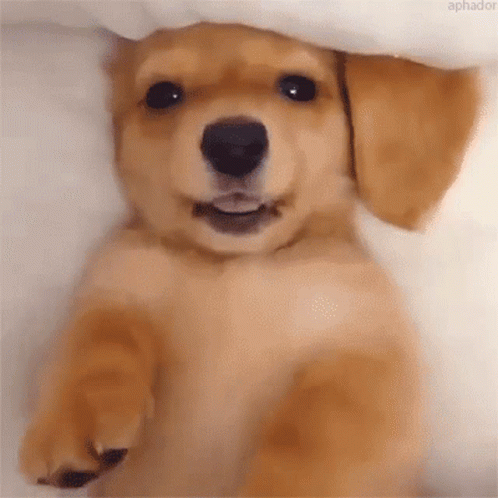 Puppy Cute GIF - Puppy Cute Dog - Discover & Share GIFs