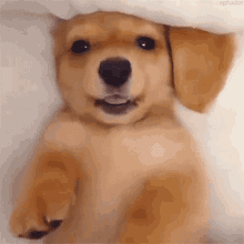 Puppy Cute GIF - Puppy Cute Dog GIFs