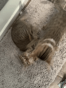 a couple of cats laying on a rug that looks like a squirrel