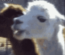 怖い　こわい　怖い顔　ラマ GIF - Llama GIFs