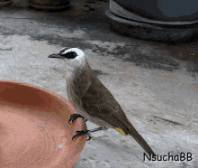 Bird Confused GIF - Bird Confused Curious GIFs