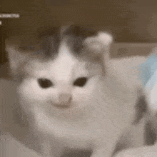 a close up of a white and gray cat sitting on a bed .