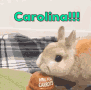 Lioncubfam Carolina GIF - Lioncubfam Carolina Carrot GIFs