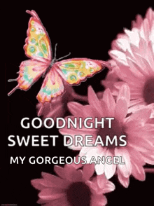 Good Night Sweet Dreams GIF - Good Night Sweet Dreams Butterfly GIFs