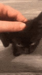 Cat Petting Cat GIF - Cat Petting Cat Meow GIFs