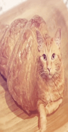 a cat that looks like a croissant is laying on a table