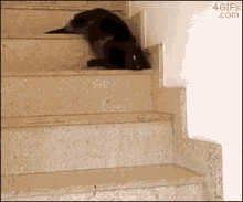 Cat Lazy GIF - Cat Lazy Done GIFs