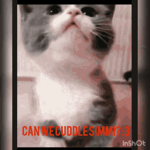 Cat Cuddle Scar GIF - Cat Cuddle Scar GIFs
