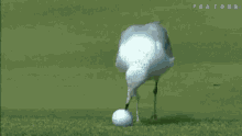 Golf Seagull GIF - Golf Seagull GIFs