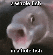 A Whole Fish In A Hole Fish Crazy GIF - A Whole Fish In A Hole Fish Fish Hole GIFs