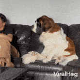 Pay Attention To Me Dog GIF - Pay Attention To Me Dog Viralhog GIFs