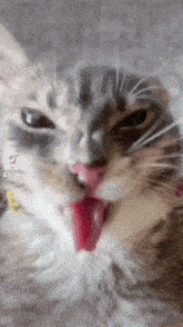 a close up of a cat 's face with its tongue hanging out