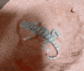 a lizard is crawling on a rock with the website crypto.com visible in the background