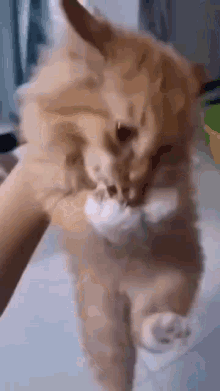 Cat Scream GIF - Cat Scream GIFs