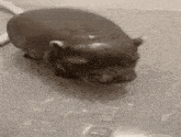 a black and white photo of a hippopotamus swimming in a tub .