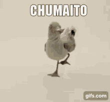 Chumaito Bird GIF - Chumaito Bird GIFs