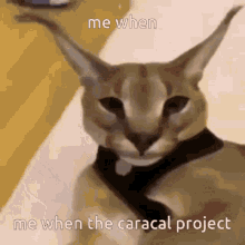 Drum And Bass The Caracal Project GIF - Drum And Bass The Caracal Project Floppa GIFs