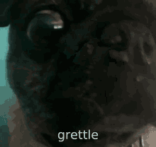 Grettle Pug GIF - Grettle Pug Dog GIFs