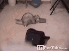 This Is Mine Now GIF - Ferret Cute Hide GIFs