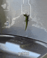 a lizard in a tank with the word gekko written below it