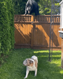a bear standing on a wooden fence next to a dog