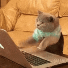 Cat Laptop GIF - Cat Laptop GIFs