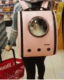 Travel Cat GIF - Cat Carrier Funny Animals GIFs