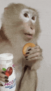 a monkey is holding a bottle of actimel and a donut