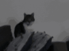 Cats Pamuk GIF - Cats Cat Pamuk GIFs