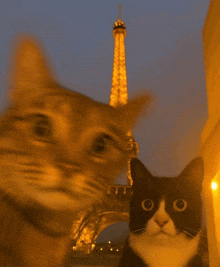 two cats standing in front of the eiffel tower at night