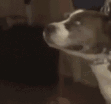 a close up of a dog 's face with a white collar
