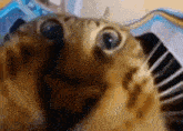 Cat Eating GIF - Cat Eating Webcam GIFs