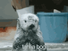 Tahlia Bog GIF - Tahlia Bog Sea Otter GIFs